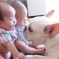 犬が『双子の赤ちゃ…