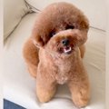 スラッとしている犬→…