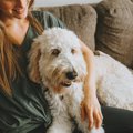 犬が飼い主に『頭を…