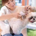 犬を『トリミング』…