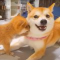 赤ちゃん犬がお姉ち…