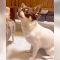 犬が"小さい声…