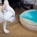 愛犬のためにひんや…
