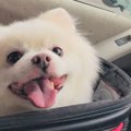 行きは震えてたけど…