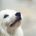 くぅ～ん…。犬が悲し…
