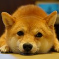 犬が『今は散歩の気…