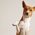 犬にしてはいけない…