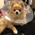 愛犬の術後につけた…