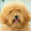 毛がもさもさになっ…