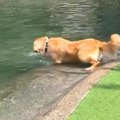 池に飛び込む大型犬→…