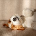 犬は睡眠中にどんな…