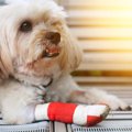小型犬が最もかかり…