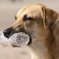 犬の『誤飲』が引き…