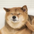柴犬と皮膚疾患の長…