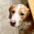 犬が『音』に恐怖を…