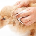 犬が『耳掃除を拒否…