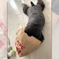「今日は、チキン食…