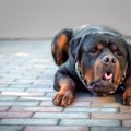 犬の『呼吸が苦しそ…