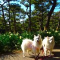 愛犬と一緒に三浦半…