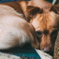 犬がクッシング症候…
