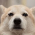 飼い主自身が作って…