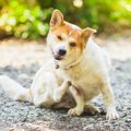 犬が亡くなる可能性…
