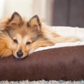 老犬の介護用ベッド┃…