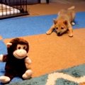 『声に反応するおも…