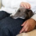 犬がリンパ腫と診断…