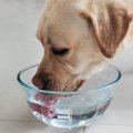 犬が水をたくさん飲…