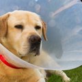 犬にエリザベスカラ…