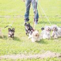 犬には首輪とハーネ…