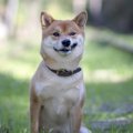 犬に『バカにされや…