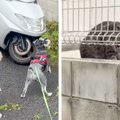 野良猫を発見した2匹…