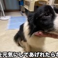 『心を元気にしてあ…