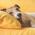 犬が飼い主に『あな…