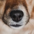 犬のヒゲが白くなる…