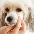 犬に『目ヤニ』がで…