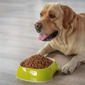 愛犬にご飯を食べさ…