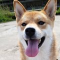 「手の付けられない…