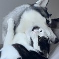 ハスキー犬が『猫を…