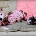 にゃんこのゴロゴロ…