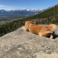 柴犬と『海外で登山…