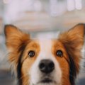 犬を長生きさせるに…
