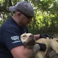 米国に蔓延する違法闘犬飼育施設。命と自由を守るための逮捕と救出！