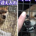 【元凶暴犬】噛む柴犬2匹をペアに！想像もつかなかった穏やかさに驚き