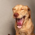 犬が『イライラ』し…