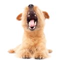 犬の口臭がドブ臭い…