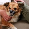 犬が『強がっている…