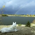 愛犬の死を受け入れ…
